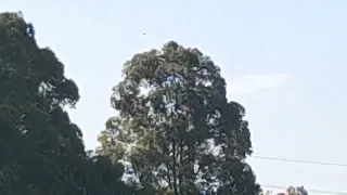military plane spotting near pearce base