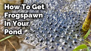 How to Encourage Frogspawn in Your Pond