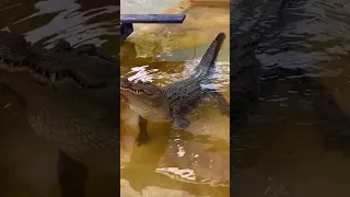 Luke, the one armed alligator bellows