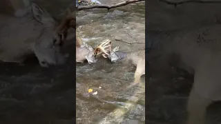 Deer with antlers locked together freed by good Samaritans