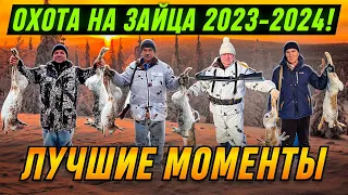 Охота на зайца 2023 - 2024 ! ЛУЧШИЕ МОМЕНТЫ