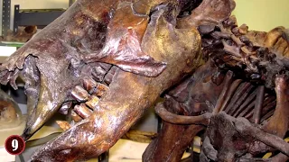9 Prähistorische Tiere, die möglicherweise heute noch existieren