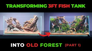 Transforming a 3ft Fish Tank into an Old Forest | Aquascape Tutorial 2024 (Part 1)