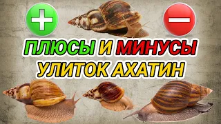 Улитки ахатины - плюсы и минусы. Улитки как домашние животные