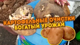 Посадка картофеля очистками - БОГАТЫЙ УРОЖАЙ! Мой Лайфхак