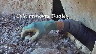 FalconCam Project~Cilla cleans Cam and Box, removes Dudley! Thank you  🧡3:52 pm 2022/12/13