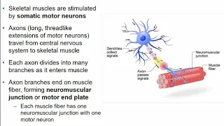 Chapter 9 Muscles and Muscle Tissue Part B