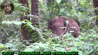 Tusker Elephant Chasing Tourist Zypsi.