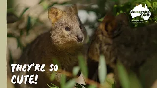 We love our quokkas! | Australia Zoo Life