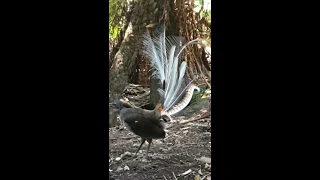 Amazing lyrebird song