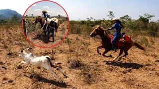 A CARREIRA FOI FEIA!😱 PARA A ONÇA NÃO COMER O BEZERRO.