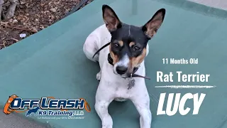 Best Rat Terrier Dog Training | Gilroy | Lucy