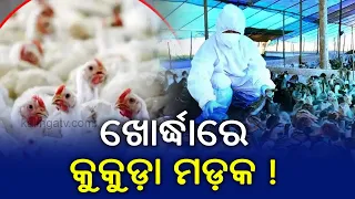 More Than 200 Chicken Dead In One Firm Of Begunia In Khordha, Reason Unknown || KalingaTV