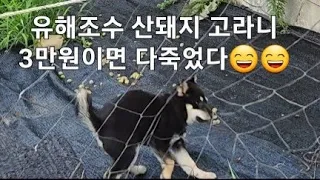 3만원 투자하면 야생동물 멧돼지, 고라니 완전 퇴치할수 있는 방법!