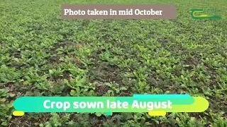 Cover crops update from Tillage Signpost Farmer Vincent Macken