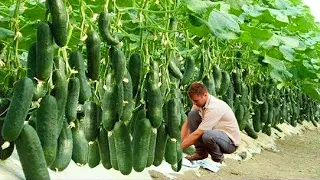 The Most Modern Agriculture Machines That Are At Another Level   How To Harvest Cucumber In Farm ▶7