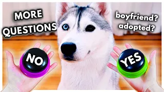 Dog Answers MORE Fan Questions Using Talking Buttons!