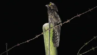 El canto Bienparado común o pajaro estaca  ( nictibio griseus)