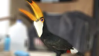 What a Toucan Sounds Like!!