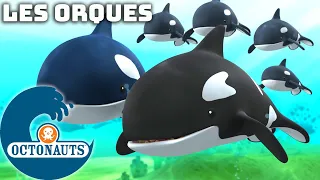 Octonauts - Les orques | Dessins animés pour enfants