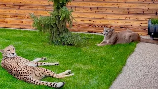 Messi and Gerda lie down next to each other! News from puma Messi and cheetah Gerda's walk