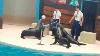 An exciting volleyball game among sea lions