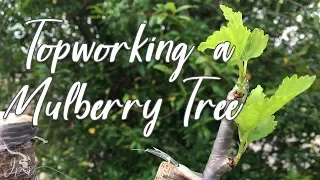 Top Working /Grafting Mulberry Tree