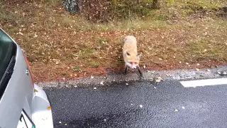 Любопытная лиса на дороге.