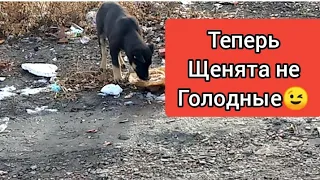 Накормила бездомных щенят🐶