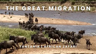 The Great Migration | Mara River Crossing | African Safari | Serengeti | Tanzania ​⁠