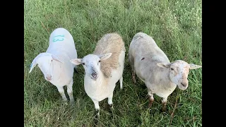 Sheep Series:   Why Breed Katahdins?