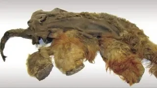 Эта мумия пролежала 39 000 лет в сибирской гробнице. Ученые не поверили свои глазам