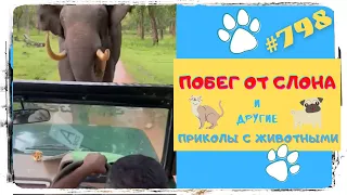 Смешные Животные 😜 Приколы про Животных 🙈 Fun with Animals 😹