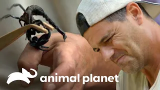 Mordidas y ataques que por poco dejan sin vida a Frank | Wild Frank | Animal Planet