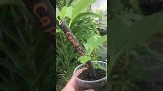 Easy Rooting Fig Tree Cuttings