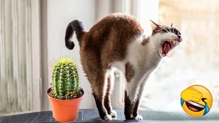 AWW Top Instant Regret 😂 / Top Funny Fails Videos 2022 Compilation😍 / Best Dogs And Cats #3