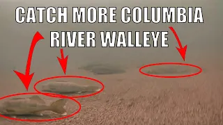 Catch More Columbia River Walleye