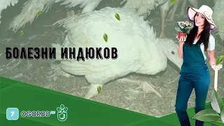 Болезни индюков