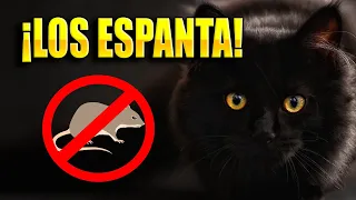 Sonido de gato para ESPANTAR ratas! AHUYENTAR RATONES! 🐀🚫