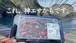 スーパーで買ったボイルホタルイカを釣りエサにしてみたら…脅威の集魚力に驚愕した。ジグヘッドと合わせて使うのもオススメ！！