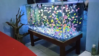 AQUARIUM |  POMPA AQUARIUM | POWERHEAD UNTUK PEMULA DAN KOLAM IKAN