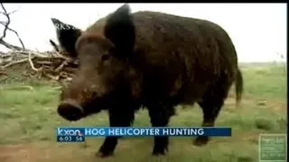 Killing hogs before they kill us - Part 2