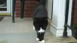 MY CUTE CAT STAVROULI MUSICAL VIDEO 9-17-2010.wmv