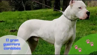 Dogo Argentino, el guerrero cordobés- Parte 1