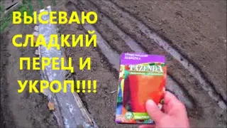 Посев семян Сладкого Перца и Укропа по цыбуле!Как я высеваю укроп экономя землю!На огороде с Романом