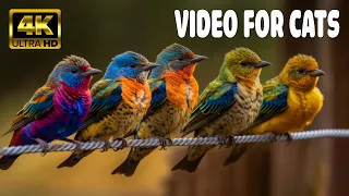 Cat TV for Cats to Watch 😺 Pretty Birds, Ducks 🐭 Cute Rats, Squirrels 🐿 1 Hours 4K HDR 60FPS