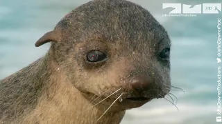 Robot Spy Pup & Lonely Baby Fur Seal Battle Fierce Ocean Together!