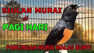 SIULAN MURAI DI PAGI HARI✅✅ Pancingan Murai Malas Bunyi✅