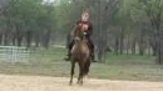 Gaited Peruvian Paso Dressage Horse Demonstration