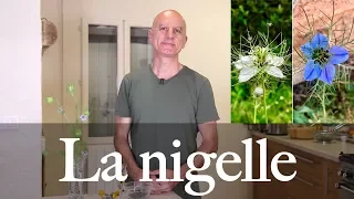 Nigelle cultivée : problèmes de glycémie, cholestérol, asthme allergique